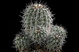 Copiapoa coquinbana 28 cm 250.00 €